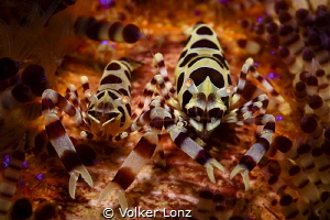 A pair of coleman shrimps by Volker Lonz 